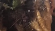 Janalychas tricarinatus #skorpion 