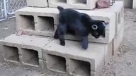 hycku hycku