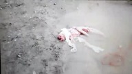 Unidentified animal / creature