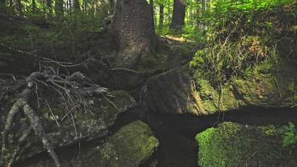 5H Forest Stream Ambience for Focus  Real Outdoor Water Flow