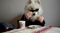 Samoyed Harry