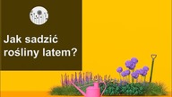 Sadzenie roślin latem. Jak posadzić kwaty gdy jest gorąco?