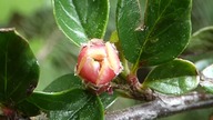 Irga pozioma