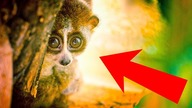6 UROCZYCH ZWIERZĄT które są zaskakująco NIEBEZPIECZNE! 2
