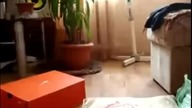 Epic Funnny Cats 20 minutes