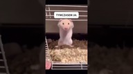 Podciąganie na drążku