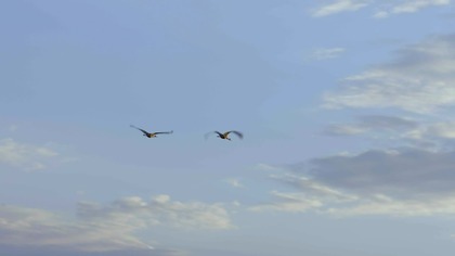 Powr&oacute;t wilk&oacute;w