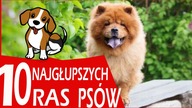 10 NAJGŁUPSZYCH RAS PSÓW !