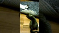Tajna misja pod dywanem  #shorts #kot #kotek #kotki #cats #funny #funnycats #meow #misja