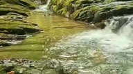 Sleeping sounds to make you fall asleep #sleep #nature