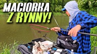 496 SREBRNY MEDAL Z BYSTRZYCY! FEEDER W RYNNIE