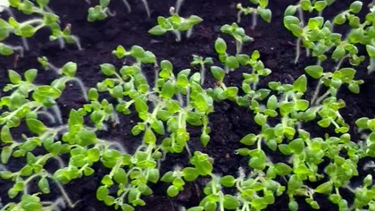 Ziemniaki z nasion.  Nie pytaj po co.