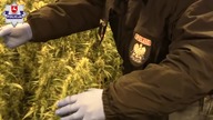 Film z wejścia na plantację marihuany
