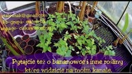 Nadwyżki roślin-musella,papaje,dziwidła,liczi, tamaryndowce.  Pytajcie i o inne rośliny.