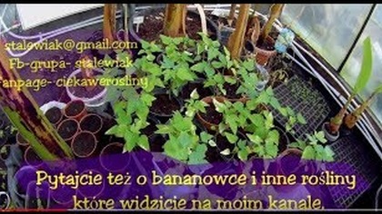 Nadwyżki roślin-musella,papaje,dziwidła,liczi, tamaryndowce.  Pytajcie i o inne rośliny.