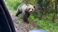 Niedźwiedź Zjadł Człowieka Który Go Karmił !!!
