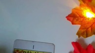 Co tej jesieni czeka Cię jeszcze dobrego?  #tarot