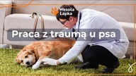 Praca z traumą u psa