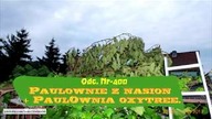 Odc. 400- Paulownie z nasion, paulownia oxytree 01. 02. 2018r Plany cięcia, przesadzania na wiosnę.