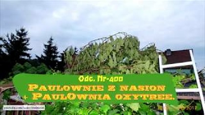 Odc. 400- Paulownie z nasion, paulownia oxytree 01. 02. 2018r Plany cięcia, przesadzania na wiosnę.