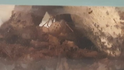 Scytodes univittata subduing prey 