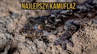 O pewnej świątyni ukrytej w dżungli...