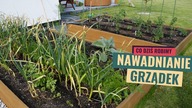 Podlewanie kroplujące.  Kropelkowy system nawadniania grządek