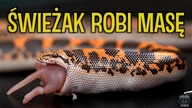 Węże po wylince SĄ GŁODNE 