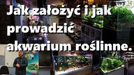 Jak założyć i jak prowadzić akwarium roślinne ?