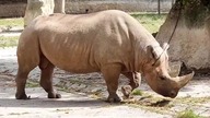 Nosorożec biały  #shortvideo #shorts #animals