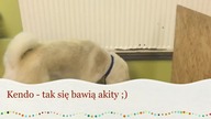Kendo - tak się bawią akity.