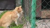 Kot cwaniak
