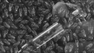 Kobieta Osa(Wasp Women)1959