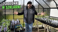Połowa marca, a nasze sadzonki są już w szklarni!
