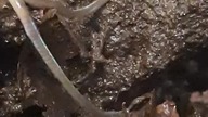 Earthworm headbanging  #worm