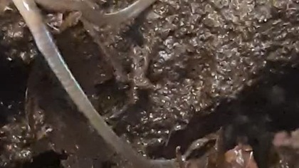 Earthworm headbanging  #worm