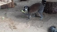 Lemury Katta w Warszawskim zoo 