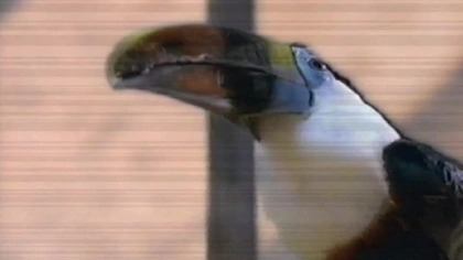 Polsat - Reklamy i zapowiedzi (1999?)