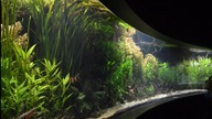 11000l akwarium biotopowe - Azja.