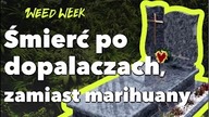 Dopalacze sprzedawane jako marihuana | Live Q&A | #WeedWeek 25