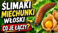 Co łączy miechunki, ślimaki i włoski?