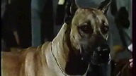 Brzydki Jamnik(The Ugly Dachshund) komedia, familijny 1966 lektor pl