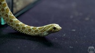Pierwszy warunkowo JADOWITY WĄŻ z Ameryki  Heterodon zachodni