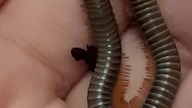 Benitolius siamesis 