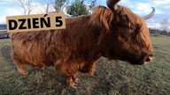 Vlog z farmy.  Budowa poskromu cz. 5