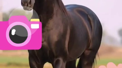 konie #horse #true #motywacja #trueman #życie #love #motivation #muzyka