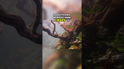 Jak wyszło 3 metrowe akwarium ?