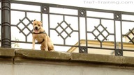 TreT-Style (parkour dog from Ukraine)