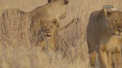 Świat zwierząt rodzicielstwo - 1