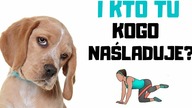 PSIE ODWODZENIE na POŚLADKI  ? ODWODZENIE w KLĘKU PODPARTYM na WYCIĄGU (HYDRANT FIRE)